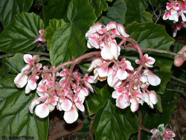 B. scharffiana var. scharffiana